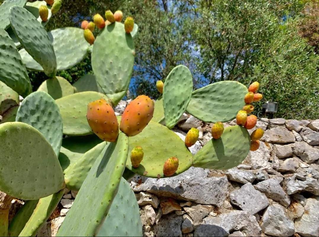 Trullo Dimora Di Pietra Gallipoli Baia Di Gallipoli Bagian luar foto